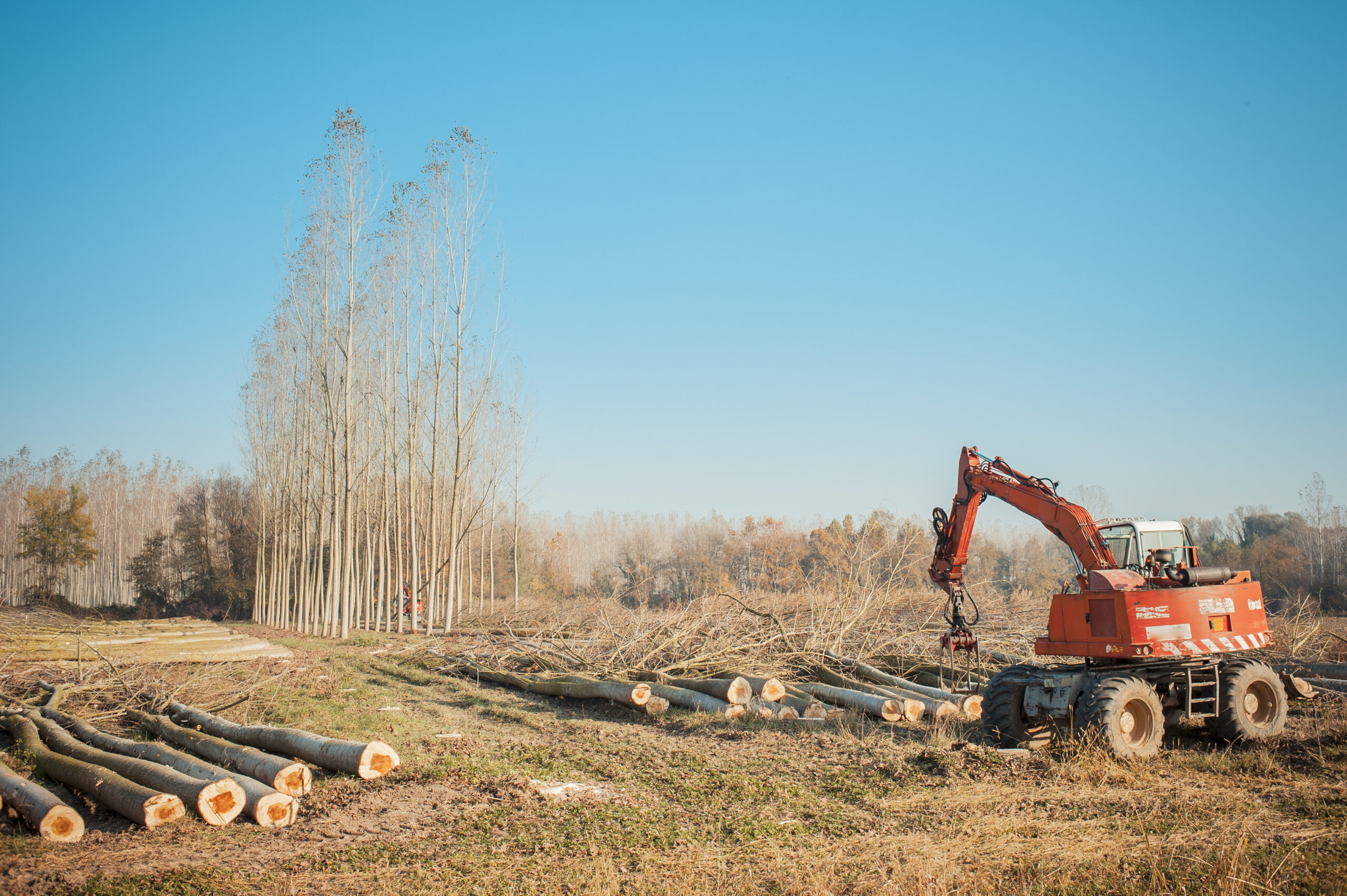 Read more about the article Cutting Down Ohio Forests For Solar Farms