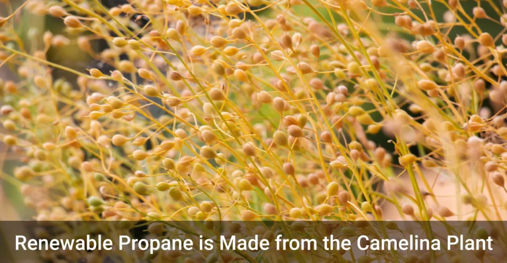 Camelina plant seed pods with text saying renewable propane is made from the camelina plant
